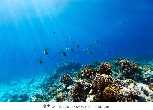 美丽多彩的珊瑚礁和热带鱼水下在马尔代夫